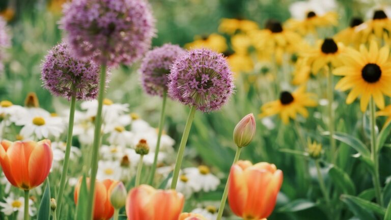 The Allium Bridge: Using Ornamental Onions to Stretch Color Between Tulips and Summer Stars