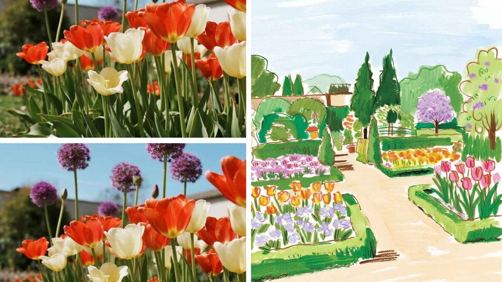 Power Pairs: Alliums + Tulips for a Seamless Spring-to-Early-Summer Display 🌷🧅