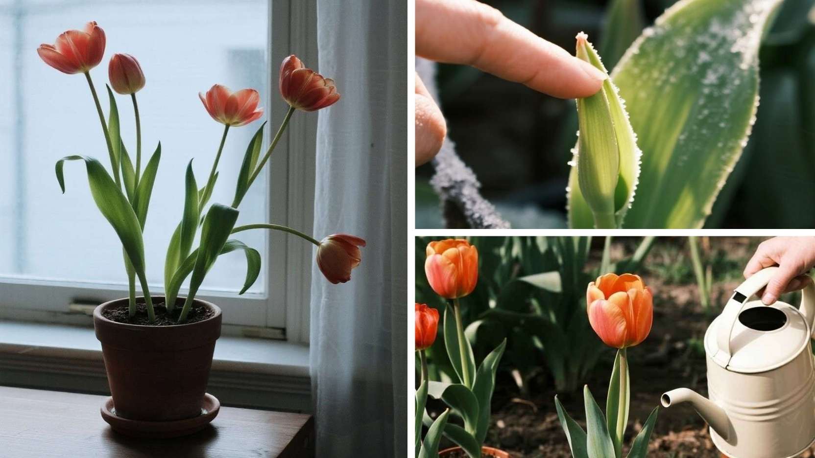 Tulip Troubleshooting for Beginners: Shallow Bulbs, Frost Nips, and Pot-Bought Plants 🌷