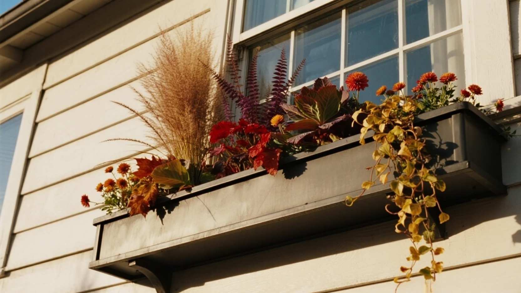 Fall Window-Box Recipes: Cabbage, Mums, and a Bronze Grass ‘Thriller’ 🌾🍁
