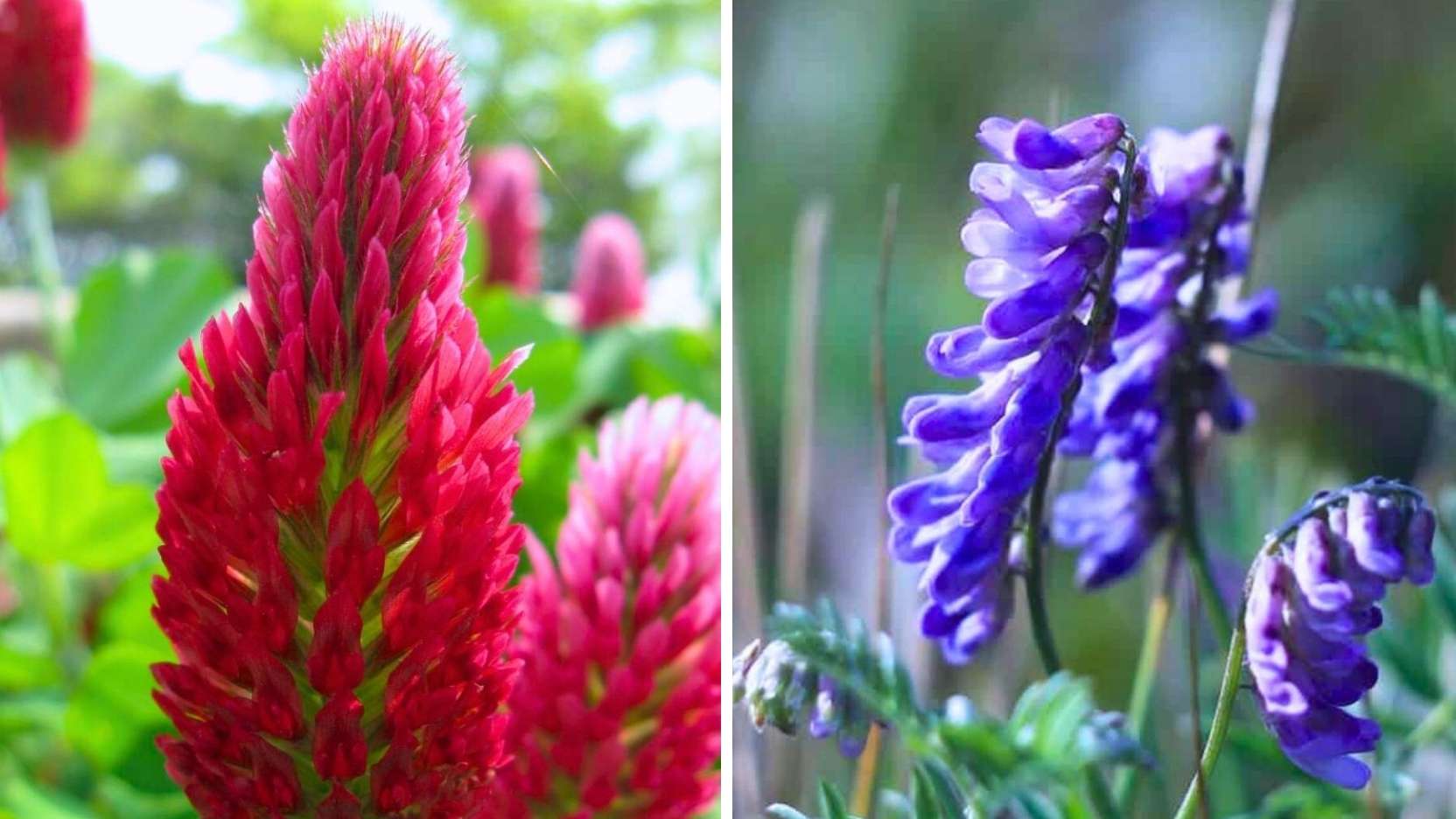 Amber, Burgundy, Moss: A Cover-Crop Palette That Looks Good All Winter