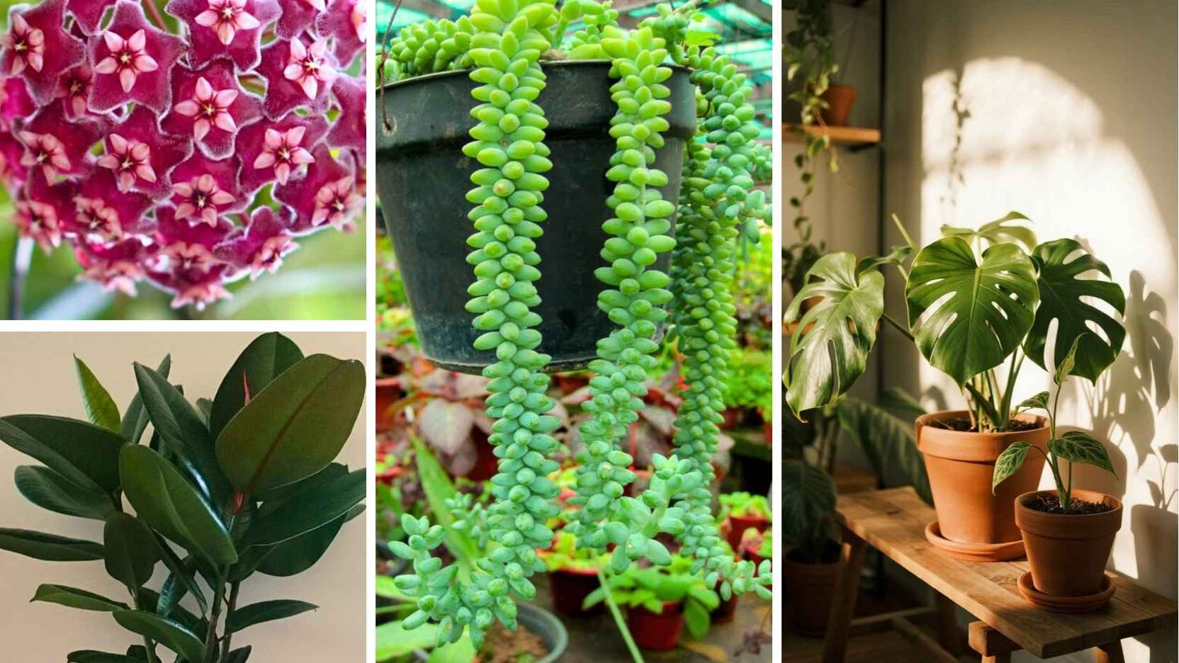 Ficus, Hoyas, Aroids: A Gentle Autumn Repotting Checklist for Your Tropical Houseplants