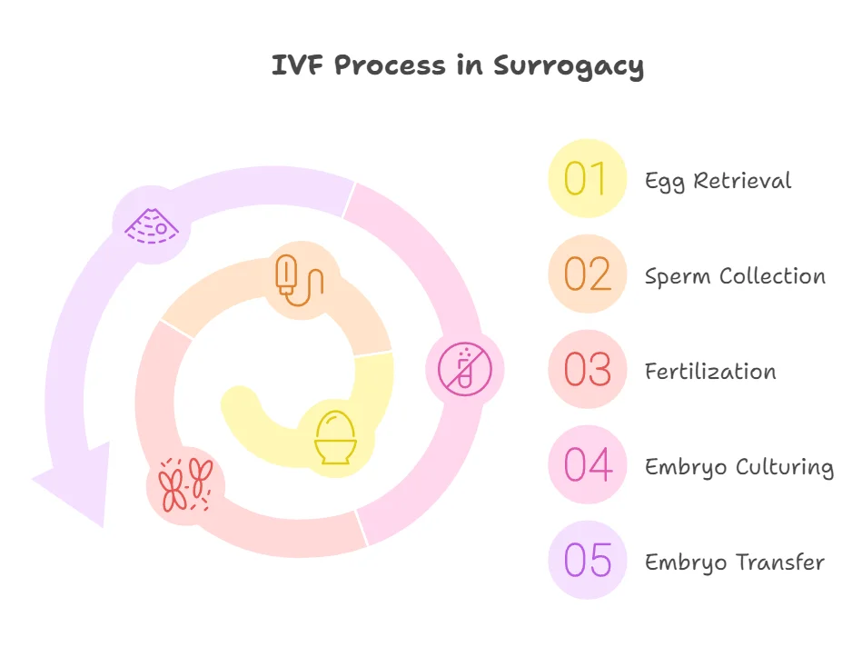 IVF Process in Surrogacy
