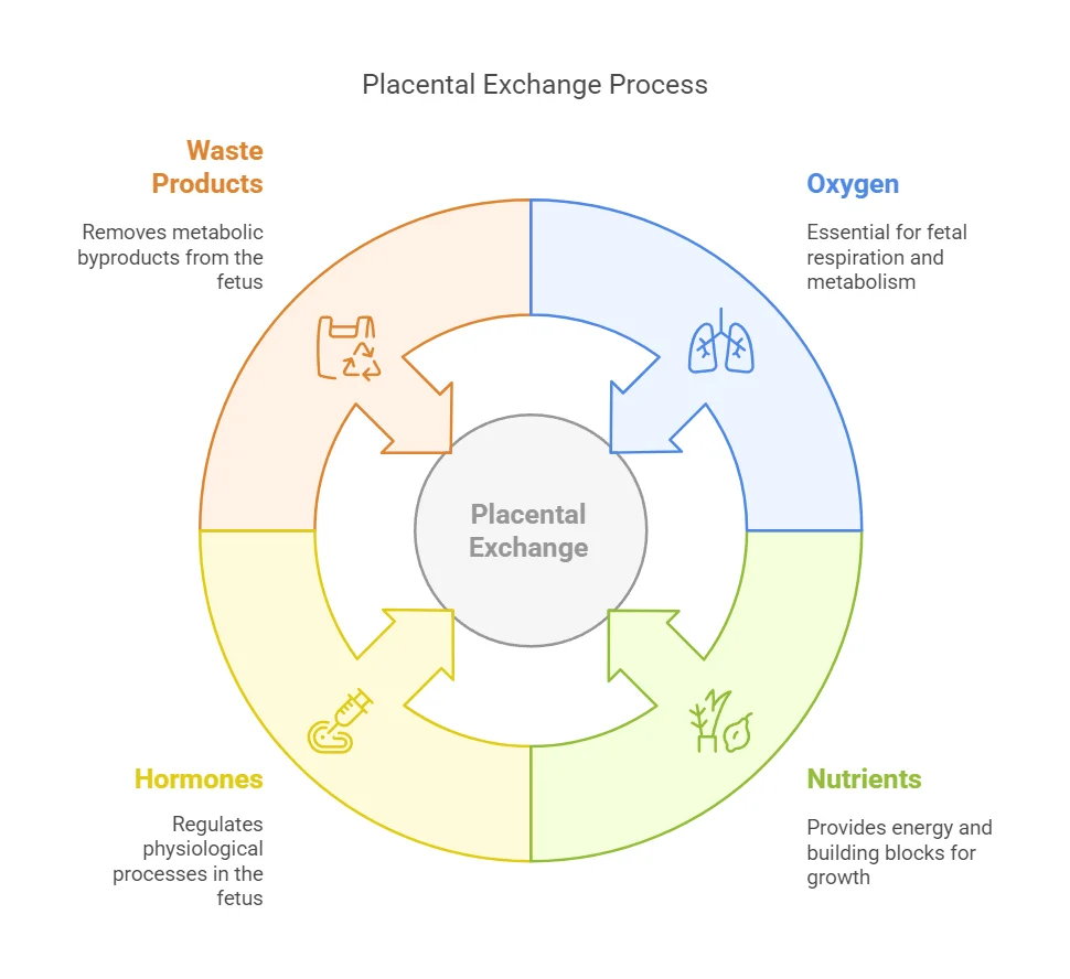 Placental Exchange Process Placental Exchange Process